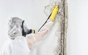 Best Mold Remediation for Healthcare Facilities  in East Bethel, MN